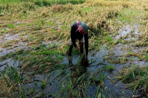 কালচে ধানে ফিরেছে লোকসান, বোরো নিয়ে চরম বিপাকে জগন্নাথপুরের কৃষক