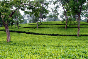 চা পাতা উত্তোলন বন্ধ