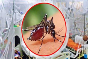 সিলেটে আবারও বাড়ছে ডেঙ্গুর প্রকোপ সিলেটে আবারও বাড়ছে ডেঙ্গুর প্রকোপ