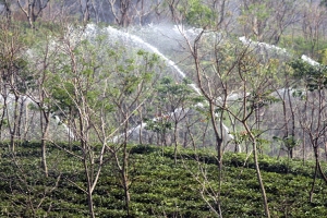 চা বাগানে তীব্র খরা মোকাবিলায় চলছে ‘ইরিগেশন’