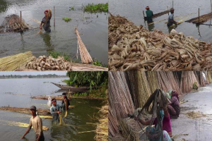 পাটের আঁশ ছাড়াতে ব্যস্ত কৃষক, ভালো ফলনের আশা