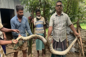 শ্রীমঙ্গল ২০ কেজি ওজনের ‘নির্বিষ’ অজগর উদ্ধার