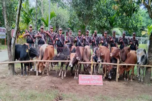সুনামগঞ্জ সীমান্তে ভারতীয় ১৪ গরু আটক