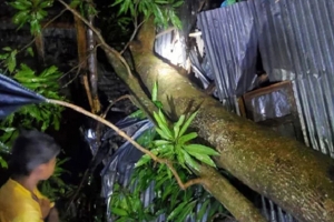 কুলাউড়ায় ঝড়ে গাছ পড়ে গৃহবধূর মৃত্যু