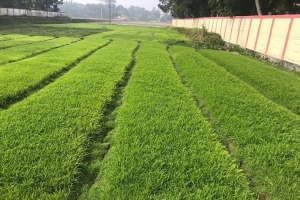 তীব্র শীত ও ঘন কুয়াশায় ব্যাহত হচ্ছে বোরো চাষ