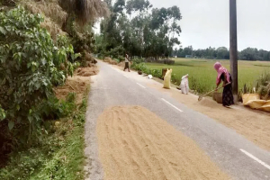 সূর্যের দেখা মিললেও হাওরে ধান পাওয়ার আশা নেই কৃষকের