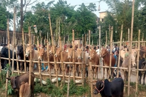 বড়লেখায় বিভিন্ন হাটে  জমে উঠেছে কোরবানির পশুর হাট