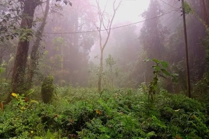 হাড়কাঁপানো শীতে কাবু মৌলভীবাজার, বিপাকে চা শ্রমিকরা