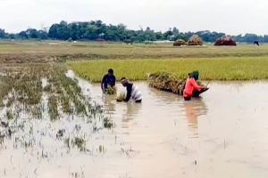 হাওর পারে কান্নার ঈদ