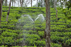 বৃষ্টিহীনতায় কুলাউড়ার ২৬ চা-বাগানে খরা, উৎপাদনে ধস