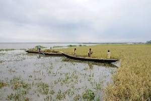 ‘টাকা দিয়েও পাওয়া যায় না ধান কাটার শ্রমিক’