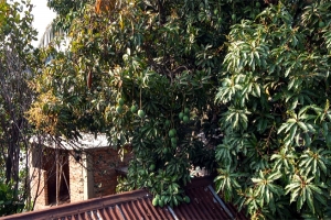 বসন্তে আম আর মুকল একসাথে