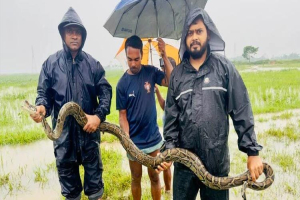 মাছ ধরার জালে উঠে এলো অজগর