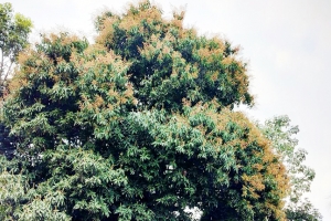 ডালে ডালে পুঞ্জিত 'আম্রমুকুল'