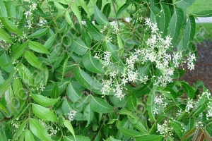 ত্বক ও চুলের যত্নে নিমপাতা