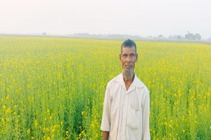 মাধবপুরে সরিষার বাম্পার ফলন, কৃষকের মুখে হাসি