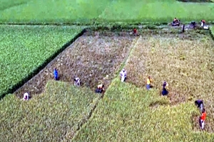 হাওরে বাম্পার ফলন, ধান কাটা শুরু