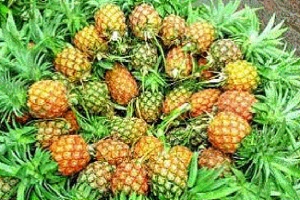 চায়ের রাজ্যে আনারসের ব্যাপক ফলন