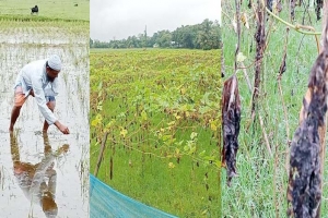 সুনামগঞ্জে বন্যায় ৪৫ কোটি টাকার ধান ও সবজি ক্ষতিগ্রস্ত