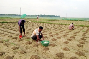 গোয়াইনঘাটে আগাম শীতকালীন সবজি চাষে ব্যস্ত কৃষক