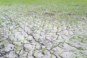 শায়েস্তাগঞ্জে বৃষ্টির জন্য হাহাকার, বিপাকে আছেন কৃষকরা