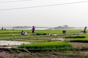 তীব্র শীত উপেক্ষা করে চলছে কৃষকের কর্মযজ্ঞ 