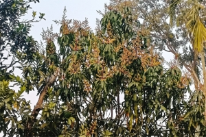 মাধবপুরে গাছে গাছে আমের মুকুল, স্বপ্ন দেখছেন চাষিরা