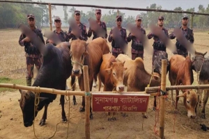 সুনামগঞ্জে ভারতীয় সাত গরু ফেলে পালিয়েছে চোরাকারবারি