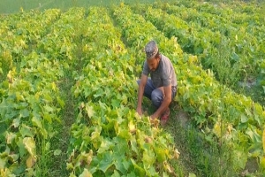 চুনারুঘাটে ক্ষিরা চাষ করে লাভবান ইউপি উদ্যোক্তা আতাউল হক ইমরান