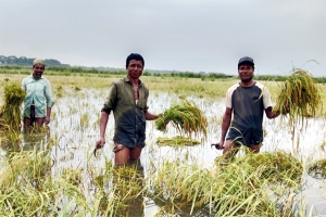 বৈরী আবহাওয়ায়ও ধান কাটতে ব্যস্ত কৃষকরা  