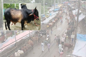 সিলেটে অবৈধ পশুর হাট বেশি, দামও চড়া