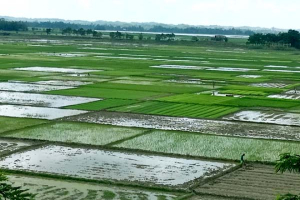 গোয়াইনঘাটের মাঠজুড়ে সবুজের সমারোহ, চলছে আমন রোপণ