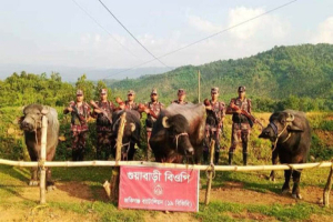 জৈন্তাপুর সীমান্তে ১৬ লাখ টাকার ভারতীয় গরু-মহিষ আটক