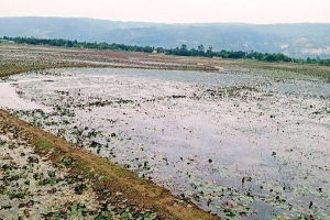 তাহিরপুরে জলমহাল দখলের তৎপর আওয়ামীলীগ নেতারা