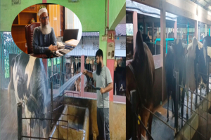 কোরবানির বাজারে চমক ‘মিস্টার সিলেট’, প্রস্তুত ৩ লাখের বেশি পশু