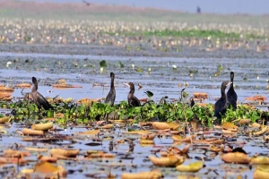 সংরক্ষিত বাইক্কা বিলে কমেছে পরিযায়ী পাখি