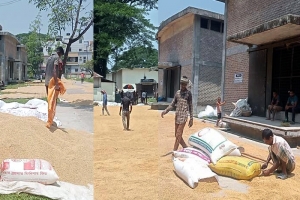 সুনামগঞ্জে হাওরে ধান কিনতে হিমশিম খাচ্ছে খাদ্য বিভাগ