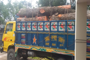 মাধবপুরে ২৫০ মেহগনি বল্লীসহ ট্রাক জব্দ, আটক ১