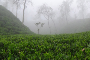 দেশের সর্বনিম্ন তাপমাত্রা আজ শ্রীমঙ্গলে