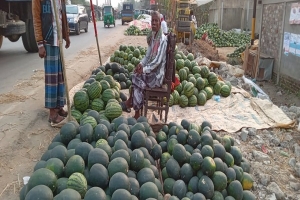 গোয়াইনঘাটে অনাবাদি জমিতে তরমুজের বাম্পার ফলন