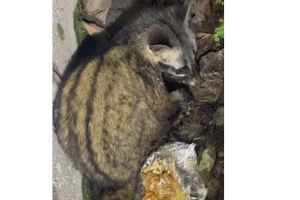 শ্রীমঙ্গলে দোকানঘর থেকে গন্ধগোকুল উদ্ধার