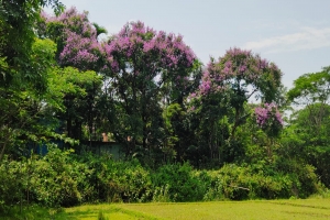 প্রকৃতিতে রূপের পসরা সাজিয়েছে জারুল