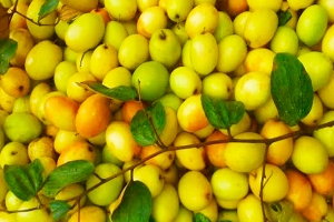 বরই খাওয়ার উপকারিতা কী?