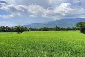 রোপা আমনে স্বপ্ন বুনছন কৃষকরা