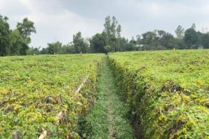 করলা চাষে বাজিমাত, বদলে গেলো গ্রামের নাম