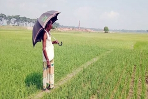 জগন্নাথপুরে বোরো ধান চাষীরা বৃষ্টির জন্য হাহাকার