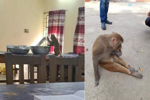 সিলেট কৃষি বিশ্ববিদ্যালয়ে বানর আতঙ্ক