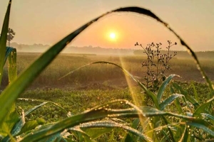 সকালেই হোক সুস্থতার শুরু