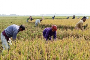 ফসল ঘরে তুলতে ব্যস্ত কৃষকরা