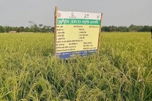 কমলগঞ্জে 'বিনা ধান-২৫' ধানের বাম্পার ফলন